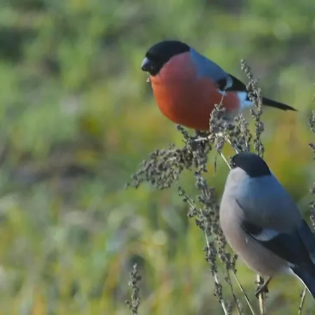 Raistiko Talu- Farmhouse, Off-grid And Punakula