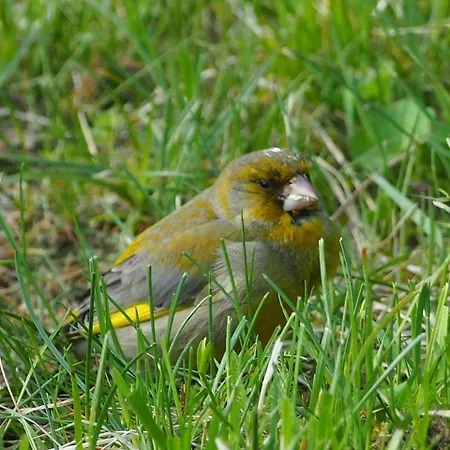 Raistiko Talu- Farmhouse, Off-grid And Smještaj na farmi Punakula