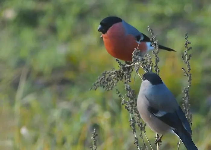 Raistiko Talu- Farmhouse, Off-grid And Punakula