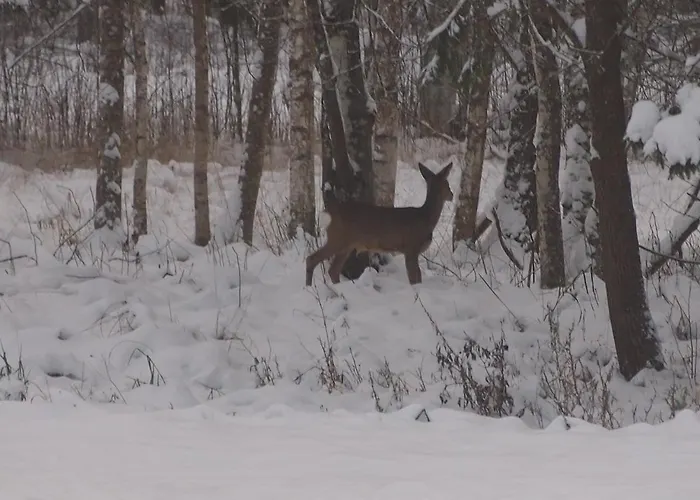 Alloggio per agriturismo Raistiko Talu- Farmhouse, Off-grid And *